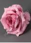 Роза Чайно-гибридная 8см (бел крем св-роз роз-сир т-сир крас борд)