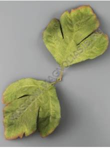 Лист хризантемы флористической двойной хлопок  25см